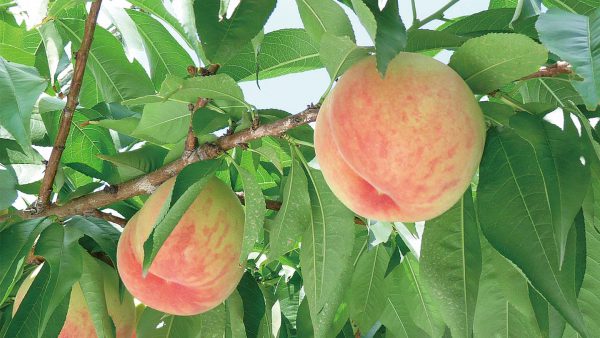 青森県のフルーツ王国化 ただいま進行中！